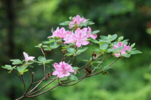 Rhododendron 'Kermesina Rosea' 2373-2001