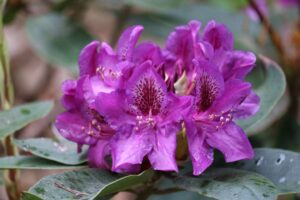 Rhododendron 'Edith Bosley' 1081-97