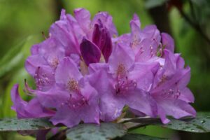 Rhododendron 'Catawbiense Grandiflorum' 1346-1973