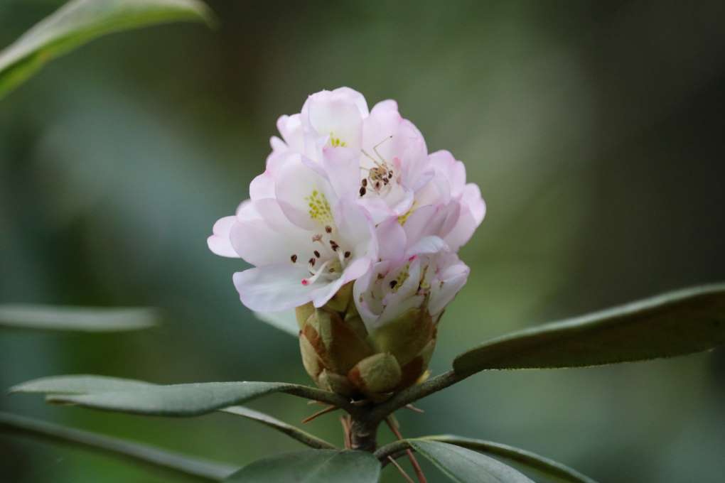 Rhododendron maximum 2528-1976