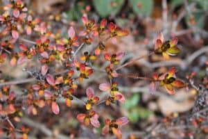 Rhododendron kiusianum