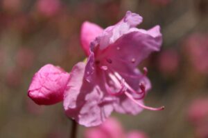 Rhododendron mucronulatum 'Cornell Pink' 1613-2001