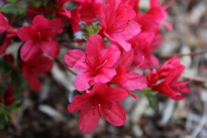 Rhododendron 'Hino-Crimson' 2026-78-1978