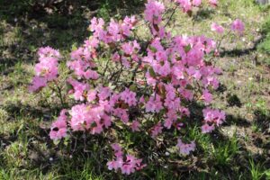 Rhododendron 'Weston's Aglo' 1082-1997