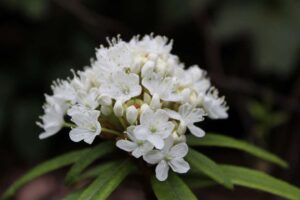 Rhododendron diversipilosum 'Milky Way'