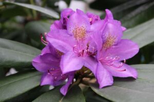 Rhododendron 'Purpureum Elegans' PV