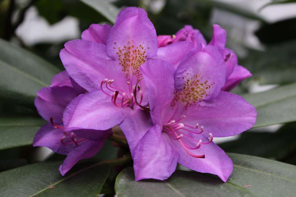 Rhododendron 'Purpureum Elegans' PV