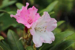Rhododendron 'Kalinka'