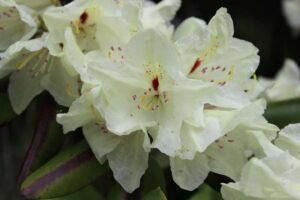 Rhododendron 'Canary Islands' (1073-1997)