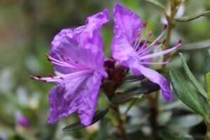 Rhododendron 'Autumn Violet' 2184-96-2015