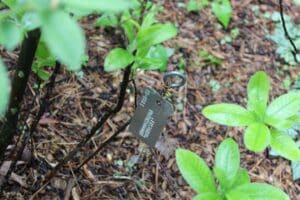 Rhododendron 'Daviesii' 1333-51