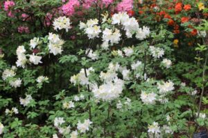 Rhododendron 'Daviesii' 1333-51