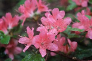 Rhododendron kiusianum 'Benisuzume' 4296-1984