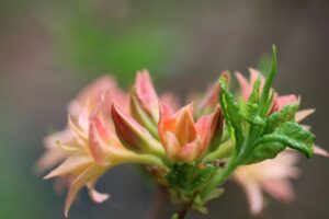 Rhododendron X mixtum 'Norma' 2060-1975