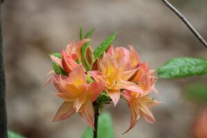 Rhododendron X mixtum 'Norma' 2060-1975
