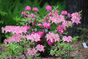 Rhododendron prinophyllum 'Marie Hoffman' 1163-2014