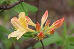 Rhododendron 'Goldfinch' 1305-2005