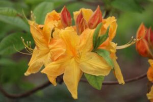 Rhododendron 'Old Gold' 1308-2005