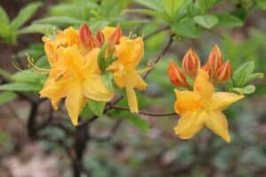 Rhododendron 'Old Gold' 1308-2005