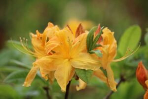 Rhododendron 'Old Gold' 1308-2005