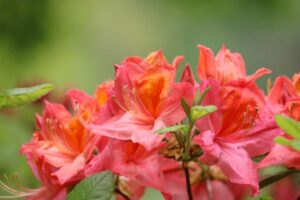 Rhododendron 'Mount Ste Helen' 1213-1996