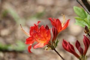 Rhododendron 'Hotspur Red' 2824-77 ou 2057-75