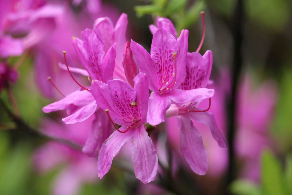 Rhododendron 'Lilac Lights' 594-2008