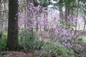 Rhododendron mucronulatum var. ciliatum 2695-93