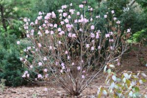 Rhododendron Brueckner 'V-58' 1744-2022