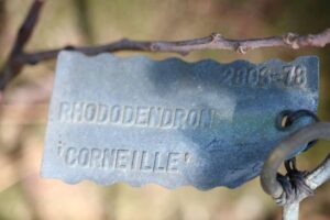 Rhododendron 'Corneille' 2373-76