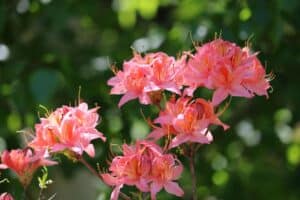 Rhododendron 'Spicy Lights' 1974-1993