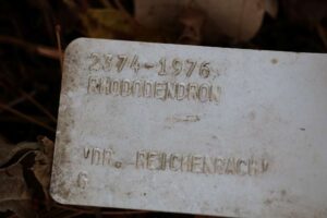 Rhododendron 'Dr. Reichenbach' 2374-1976