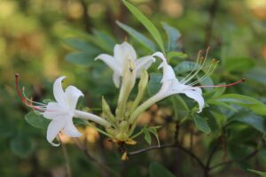 Rhododendron viscosum 'Montanum' 2353-94
