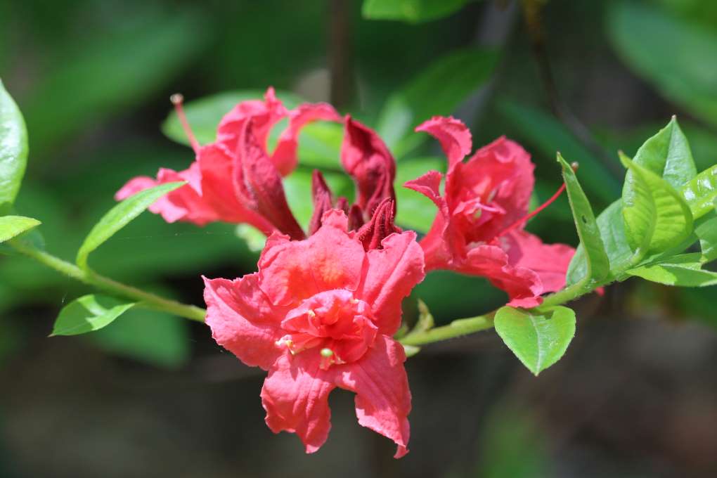 Rhododendron 'Crimson Tide'