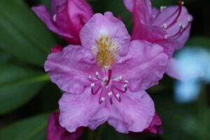 Rhododendron 'Eino' MT