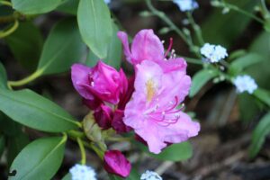 Rhododendron 'Eino' MT