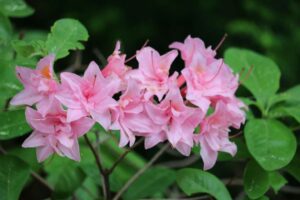 Rhododendron 'Electric Lights Double Pink' 1278-2019