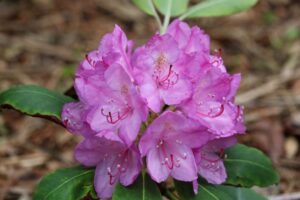Rhododendron catawbiense 760-2015