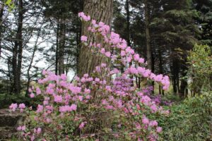 Rhododendron 'Leslie's Legacy' 2040-86