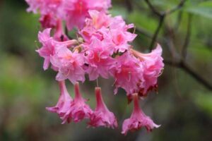 Rhododendron 'Aida' 1354-1951