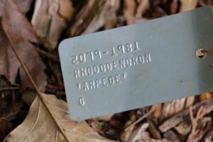 Rhododendron 'Arpege' 2019-1981