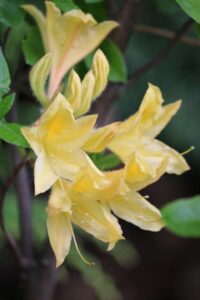 Rhododendron 'Arpege' 2019-1981