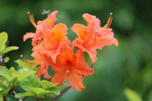 Rhododendron 'Mandarin Lights' 1215-1999