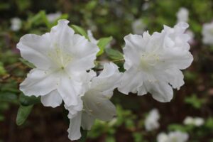 Rhododendron 'Adonis'