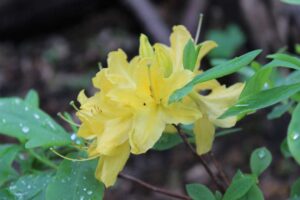 Rhododendron 'Baltic Amber'