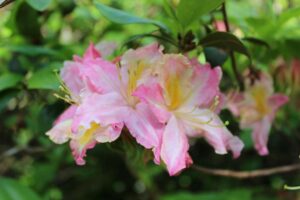 Rhododendron 'Tri-Lights'