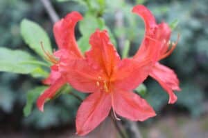 Rhododendron 'Spek's Brillant' 1156-1974