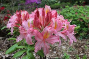 Rhododendron 'Strawberry' 1525-94