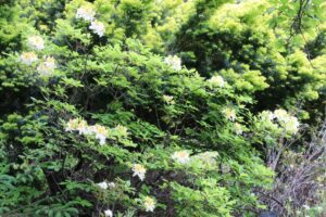 Rhododendron 'Northern Hi-Lights' 2223-96