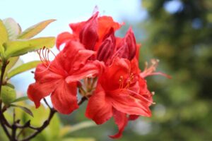 Rhododendron 'Fireball' 2215-2001